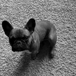 Meet your Posher, Molly